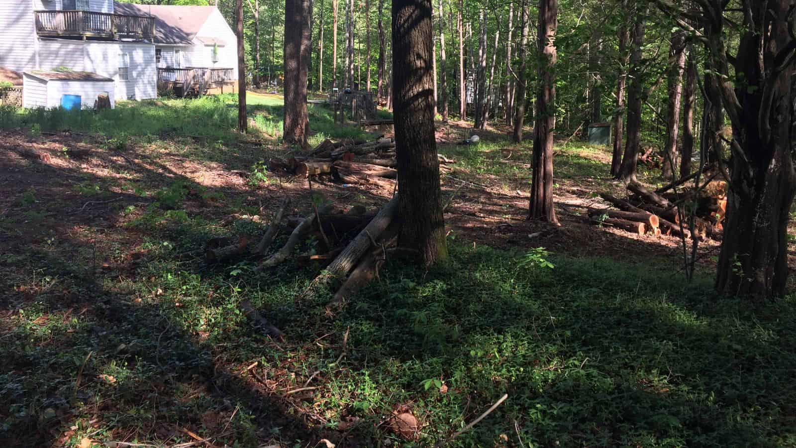 Landscape Clearing Backyard Before